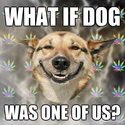 What if Dog was one of us?  Stoner Dog