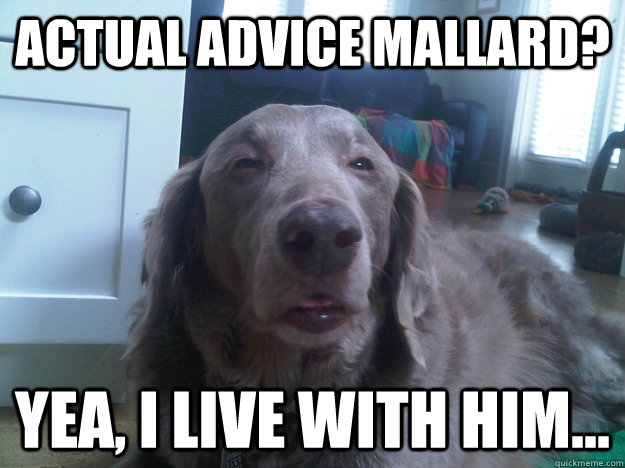 Actual Advice Mallard? Yea, I live with him...  10 Dog