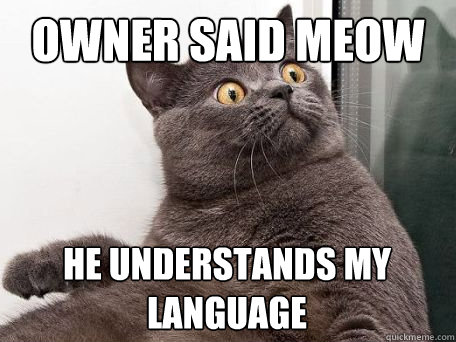 owner said meow he understands my language  conspiracy cat