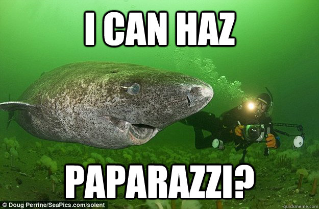 I Can Haz paparazzi? - I Can Haz paparazzi?  Shark Win