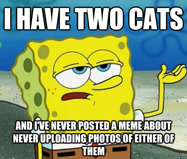 I have two cats And I've never posted a meme about never uploading photos of either of them - I have two cats And I've never posted a meme about never uploading photos of either of them  Tough Spongebob