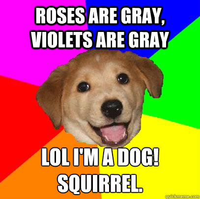 roses are gray, violets are gray lol i'm a dog! 
squirrel.   Advice Dog