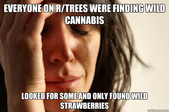 everyone on r/trees were finding wild cannabis Looked for some and only found wild strawberries  First World Problems