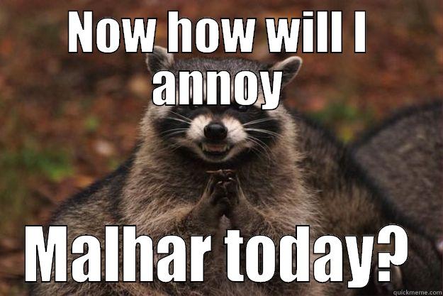 NOW HOW WILL I ANNOY MALHAR TODAY? Evil Plotting Raccoon