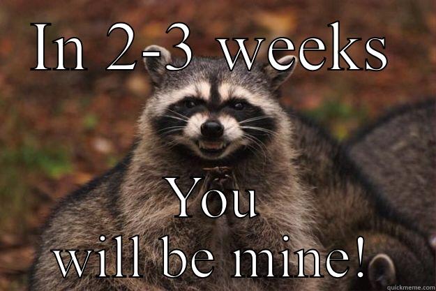 IN 2-3 WEEKS YOU WILL BE MINE! Evil Plotting Raccoon