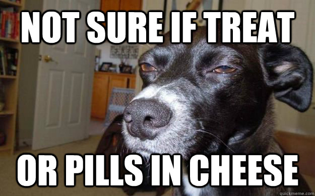 Not sure if treat or pills in cheese  Skeptical Mutt