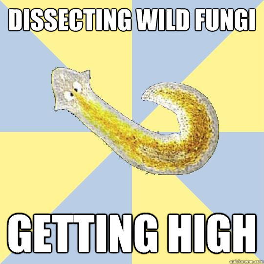 dissecting wild fungi getting high  Bio Major Planarian