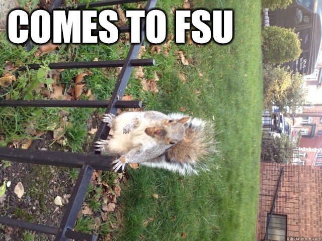 Comes to FSU more squirrels Than humans  Squirrel with his nuts