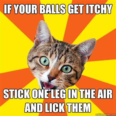 if your balls get itchy stick one leg in the air and lick them  Bad Advice Cat