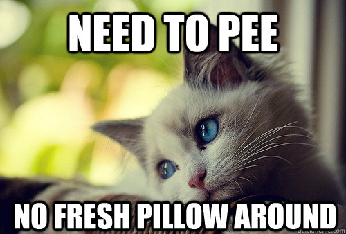 need to pee no fresh pillow around  First World Problems Cat