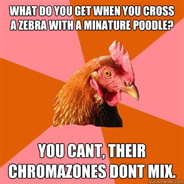 What do you get when you cross a zebra with a minature poodle? You cant, their chromazones dont mix.  Anti-Joke Chicken