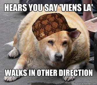 Hears you say 'viens la' walks in other direction  Scumbag dog