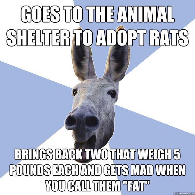 goes to the animal shelter to adopt rats brings back two that weigh 5 pounds each and gets mad when you call them 