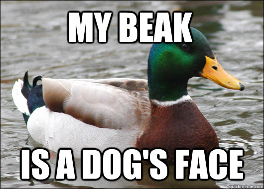 My beak Is a dog's face - My beak Is a dog's face  Actual Advice Mallard