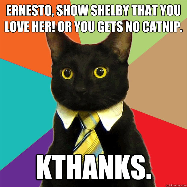 Ernesto, show shelby that you love her! Or you gets no catnip. kthanks.  Business Cat