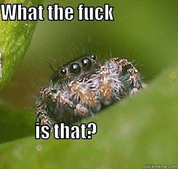 WHAT THE FUCK                       IS THAT?                                                               Misunderstood Spider