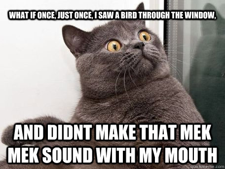 What if once, just once, i saw a bird through the window, and didnt make that mek mek sound with my mouth  conspiracy cat