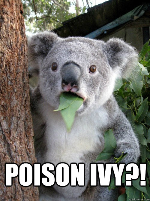 Poison ivy?! - Poison ivy?!  koala bear