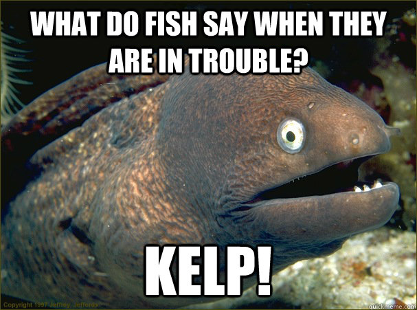 What do fish say when they are in trouble? Kelp!  Bad Joke Eel