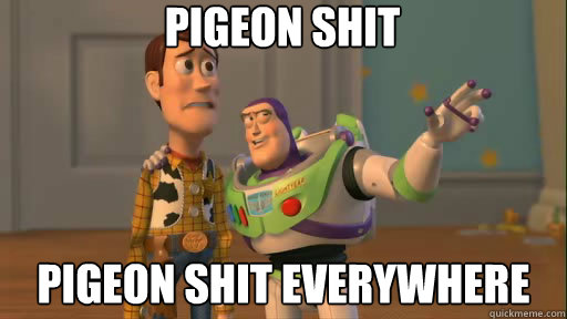 pigeon shit pigeon shit everywhere - pigeon shit pigeon shit everywhere  Everywhere