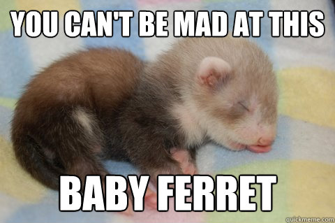 You can't be mad at this Baby ferret  Ferret