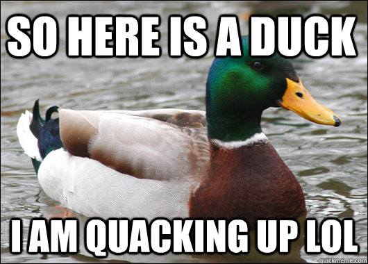 So here is a duck I am quacking up lol - So here is a duck I am quacking up lol  Actual Advice Mallard