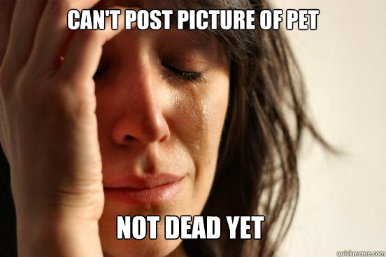 Can't post picture of pet not dead yet  First World Problems