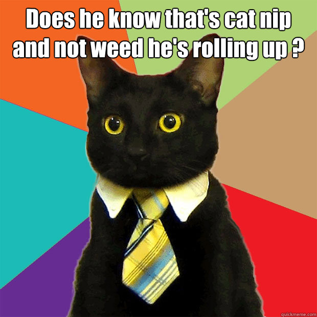 Does he know that's cat nip and not weed he's rolling up ?   Business Cat