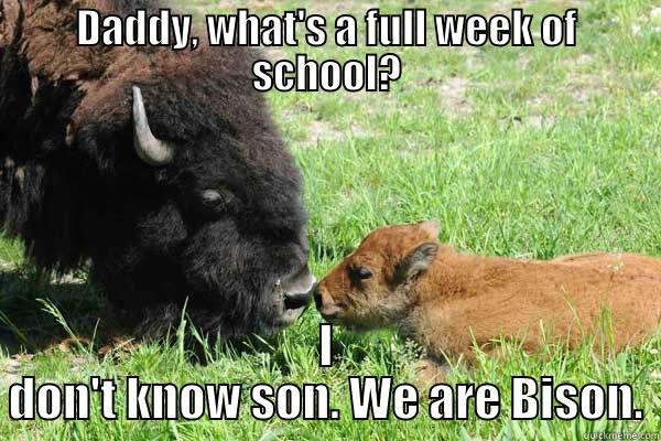 Full week of school? - DADDY, WHAT'S A FULL WEEK OF SCHOOL? I DON'T KNOW SON. WE ARE BISON. Misc