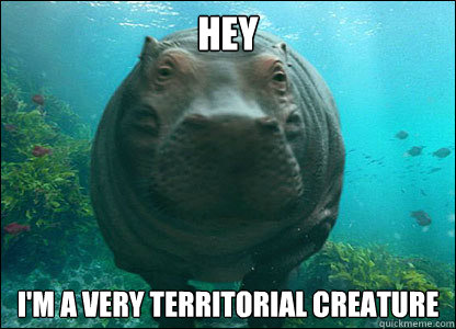 Hey I'm a very territorial creature - Hey I'm a very territorial creature  Random Hippo Facts