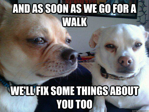 and as soon as we go for a walk we'll fix some things about you too  Conniving Canines