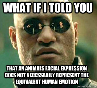 what if i told you that an animals facial expression does not necessarily represent the equivalent human emotion  Matrix Morpheus