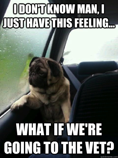 I don't know man, I just have this feeling... What if we're going to the vet?  Introspective Pug