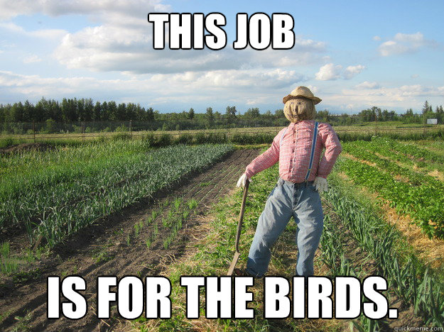 This job is for the birds.  Scarecrow