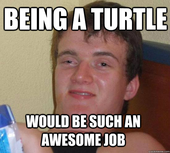 being a turtle  would be such an  awesome job  10 Guy