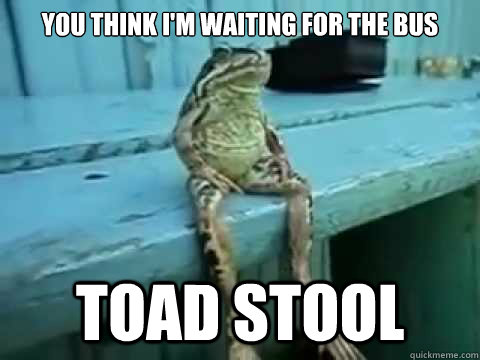 you think i'm waiting for the bus toad stool - you think i'm waiting for the bus toad stool  SITTING FROG