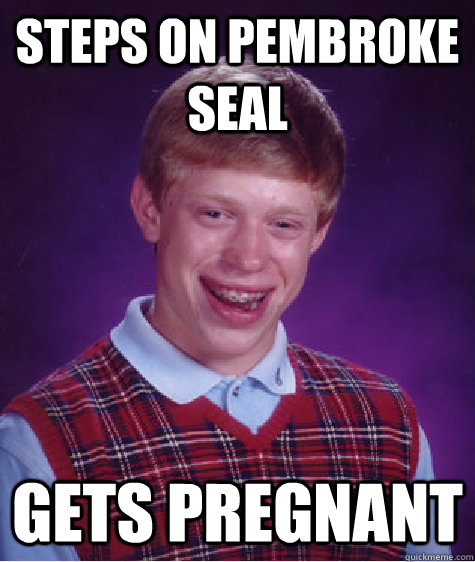 Steps on Pembroke Seal Gets pregnant  Bad Luck Brian