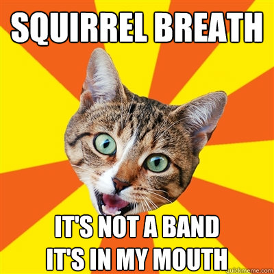 SQUIRREL BREATH It's not a band
it's in my mouth   Bad Advice Cat