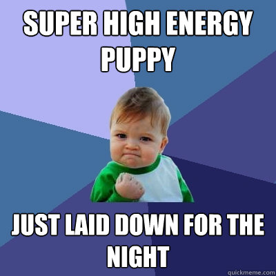 Super High energy puppy just laid down for the night  Success Kid