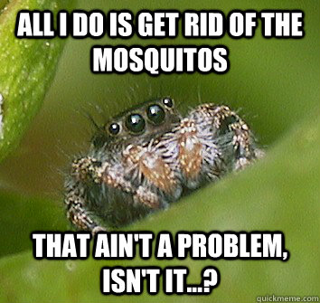 all i do is get rid of the mosquitos that ain't a problem, isn't it...?  Misunderstood Spider