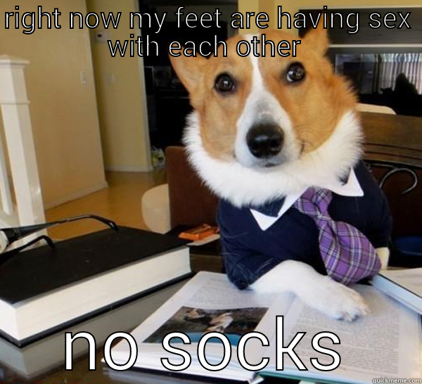 RIGHT NOW MY FEET ARE HAVING SEX WITH EACH OTHER  NO SOCKS Lawyer Dog