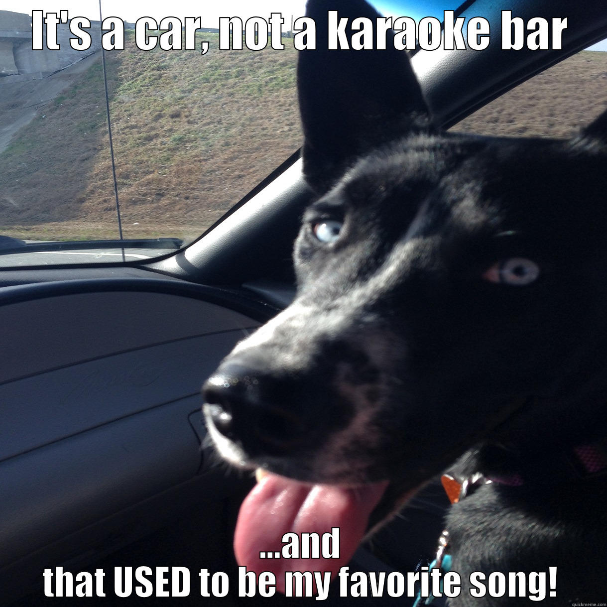 Condescending dog - IT'S A CAR, NOT A KARAOKE BAR ...AND THAT USED TO BE MY FAVORITE SONG! Misc