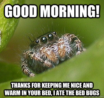 Good morning! THANKS FOR KEEPING ME NICE AND WARM IN YOUR BED, I ATE THE BED BUGS  Misunderstood Spider