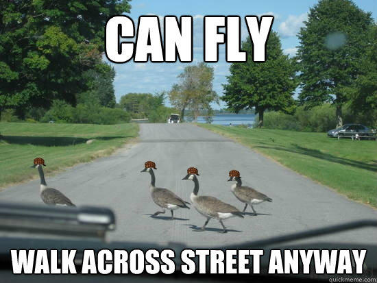 Can fly walk across street anyway  Scumbag Geese