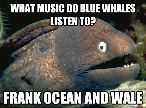 What music do blue whales listen to? Frank Ocean and Wale - What music do blue whales listen to? Frank Ocean and Wale  Bad Joke Eel