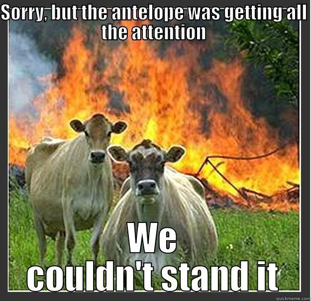 SORRY, BUT THE ANTELOPE WAS GETTING ALL THE ATTENTION WE COULDN'T STAND IT Evil cows