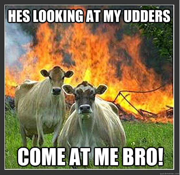 Hes looking at my udders come at me bro!  Evil cows