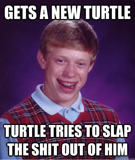 Gets a new turtle turtle tries to slap the shit out of him  Bad Luck Brian