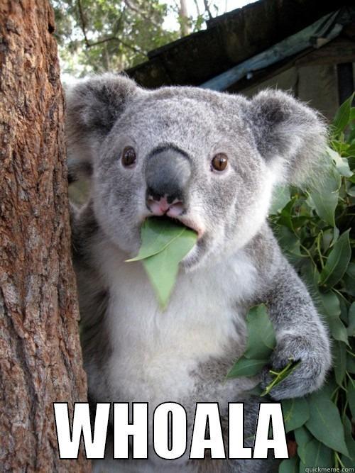  WHOALA koala bear