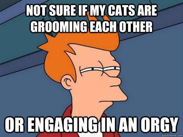 not sure if my cats are grooming each other or engaging in an orgy  Futurama Fry